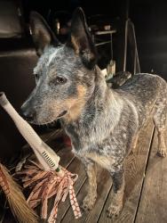 Reunited Male Dog last seen Ironwood Dr and Cloverwood Dr, Nashville, TN 37214