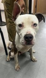 Shelter Stray Male Dog last seen , 333 Chandler Pl, San Bernardino, CA 92408, USA