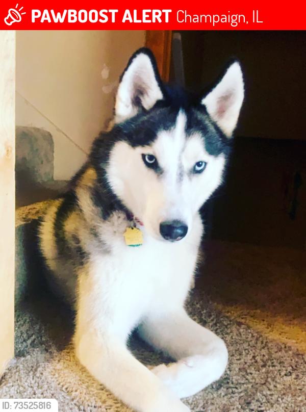 Lost Male Dog last seen Hensley Rd and Laurel Park Place, Champaign, IL 61822