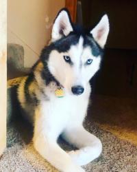 Lost Male Dog last seen Hensley Rd and Laurel Park Place, Champaign, IL 61822