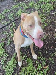 Shelter Stray Male Dog last seen Near BLOCK POLK ST, HOLLYWOOD FL 33020, 2400 SW 42nd St, Fort Lauderdale, FL 33312, USA