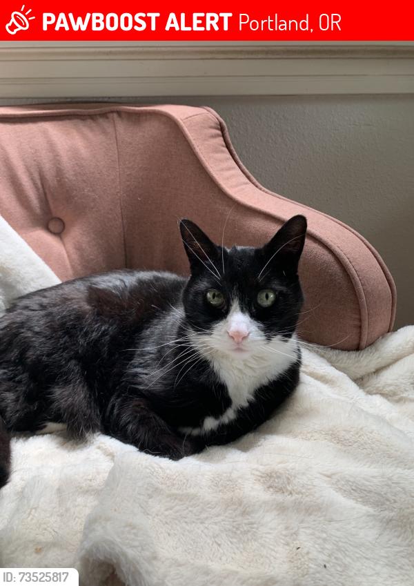 Lost Male Cat last seen NE 52nd and Ainsworth, Portland, OR 97218