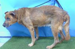 Shelter Stray Male Dog last seen , 216 W Victoria St, Gardena, CA 90248, USA