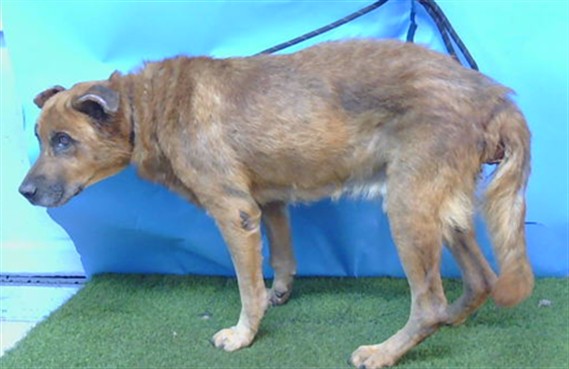 Shelter Stray Male Dog last seen , 216 W Victoria St, Gardena, CA 90248, USA