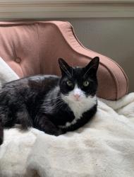 Lost Male Cat last seen NE 52nd and Ainsworth, Portland, OR 97218