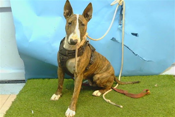 Shelter Stray Female Dog last seen , 216 W Victoria St, Gardena, CA 90248, USA