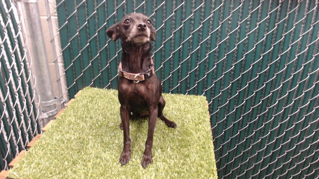 Shelter Stray Female Dog last seen , 11258 Garfield Ave, Downey, CA 90242, USA
