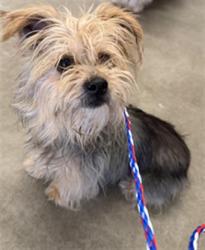 Shelter Stray Female Dog last seen , 600 Aviation Dr, Camarillo, CA 93010, USA