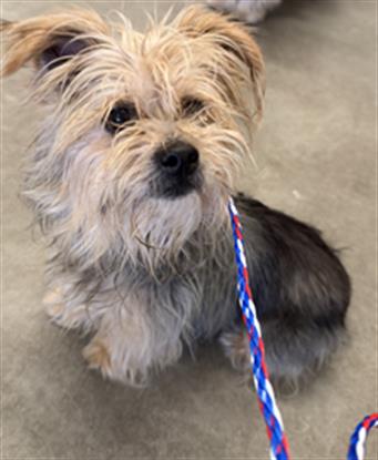Shelter Stray Female Dog last seen , 600 Aviation Dr, Camarillo, CA 93010, USA