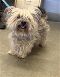 Shelter Stray Male Dog last seen , 600 Aviation Dr, Camarillo, CA 93010, USA