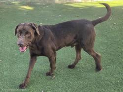 Shelter Stray Male Dog last seen , 14409 Vanowen St, Van Nuys, CA 91405, USA