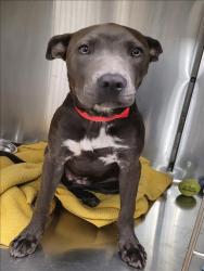 Shelter Stray Female Dog last seen , 14409 Vanowen St, Van Nuys, CA 91405, USA