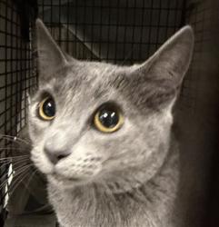 Shelter Stray Female Cat last seen , 14409 Vanowen St, Van Nuys, CA 91405, USA