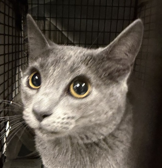Shelter Stray Female Cat last seen , 14409 Vanowen St, Van Nuys, CA 91405, USA