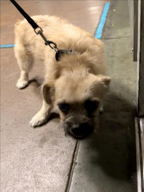 Shelter Stray Male Dog last seen , 14409 Vanowen St, Van Nuys, CA 91405, USA