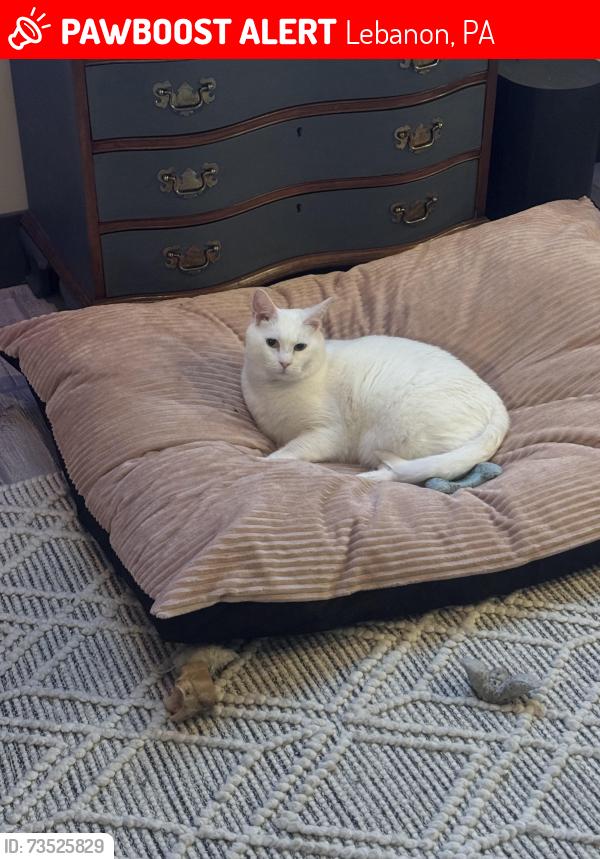 Lost Male Cat last seen Grace Ave & Quarry Rd, Lebanon, PA 17046