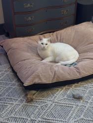 Lost Male Cat last seen Grace Ave & Quarry Rd, Lebanon, PA 17046