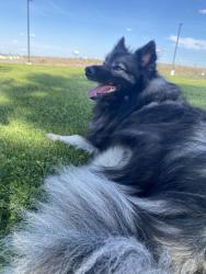 Reunited Female Dog last seen Se 81st and Taylor st, Portland, OR 97215
