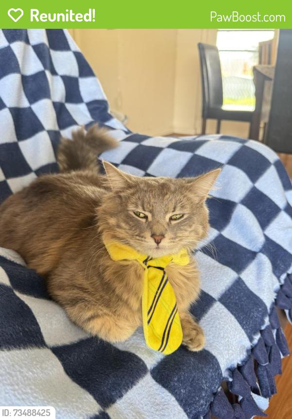 Reunited Male Cat last seen Yokine, Yokine, WA 6060