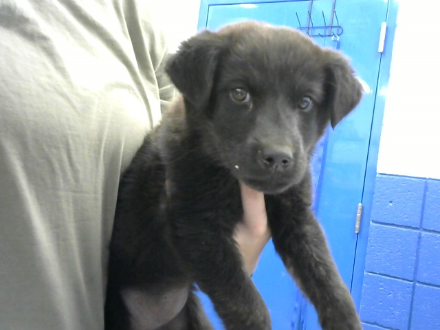 Shelter Stray Female Dog last seen 98TH AND RIO ALTO, 8920 Lomas Blvd NE, Albuquerque, NM 87112, USA