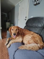 Lost Male Dog last seen North Pecos and 92nd, Thornton, CO 80260