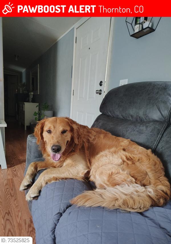 Lost Male Dog last seen North Pecos and 92nd, Thornton, CO 80260