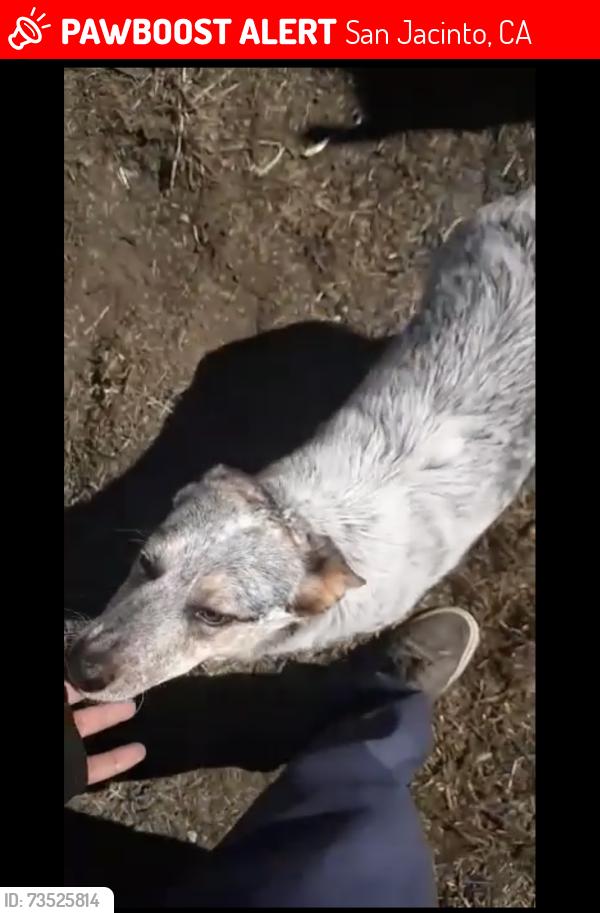 Lost Female Dog last seen Ramona express way, San Jacinto, CA 92583