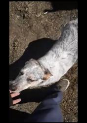 Lost Female Dog last seen Ramona express way, San Jacinto, CA 92583