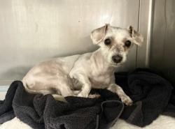 Shelter Stray Male Dog last seen , West Valley Animal Shelter, 20655 Plummer St, Chatsworth, CA 91311, USA
