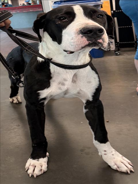 Shelter Stray Male Dog last seen , West Valley Animal Shelter, 20655 Plummer St, Chatsworth, CA 91311, USA