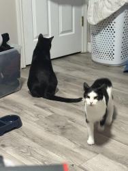 Reunited Female Cat last seen Near whisper creek drive, Wentzville, MO 63385