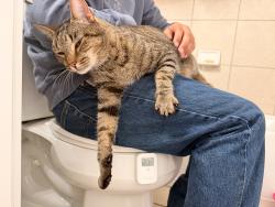 Reunited Male Cat last seen Overlook Parkway & Canyon Golf Road, San Antonio, TX 78260