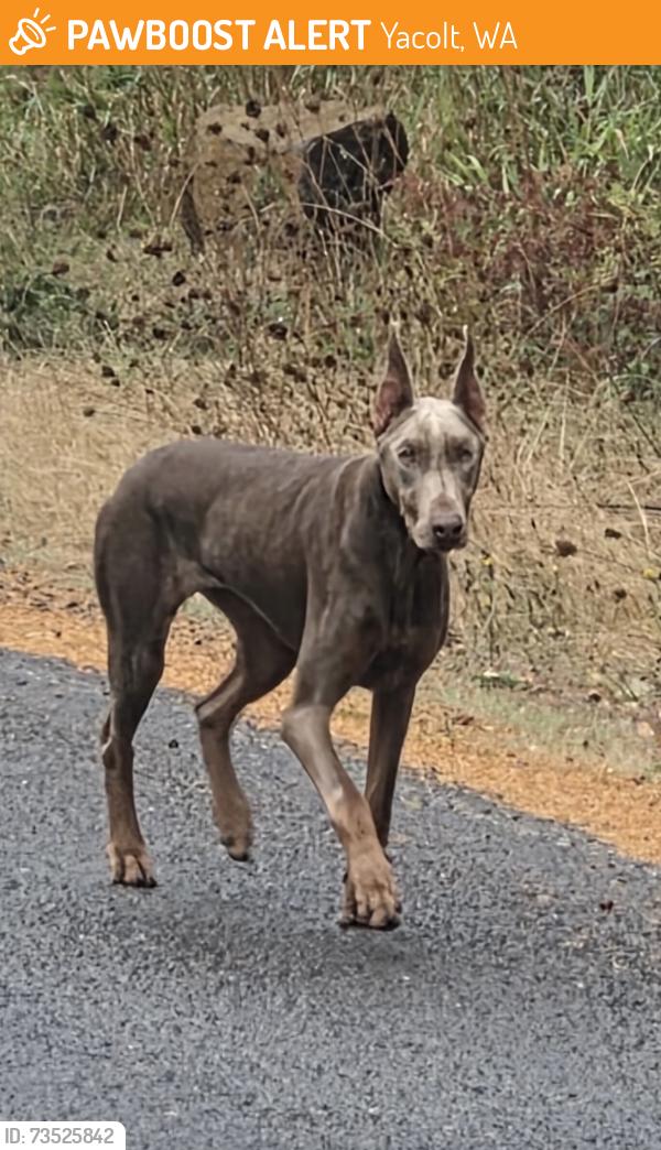 Found/Stray Female Dog last seen Four Corners, Yacolt, WA 98675