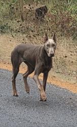 Found/Stray Female Dog last seen Four Corners, Yacolt, WA 98675