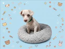 Shelter Stray Male Dog last seen , 1850 W 60th St, Los Angeles, CA 90047, USA