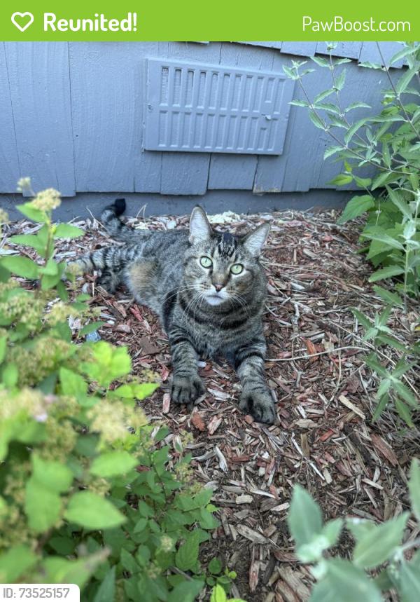 Reunited Male Cat last seen Wagon trail and Smoky Hill, Aurora, CO 80015