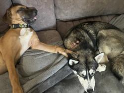 Lost Female Dog last seen Paza, Mesquite, TX 75149