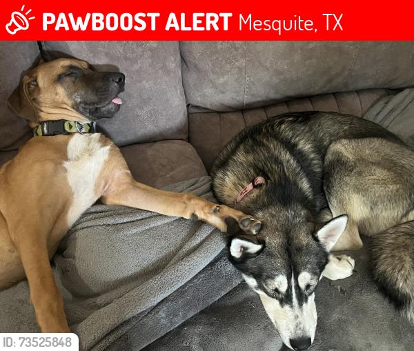 Lost Female Dog last seen Paza, Mesquite, TX 75149