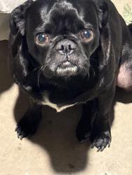 Reunited Male Dog last seen Bobby bonds park, Riverside, CA 92507