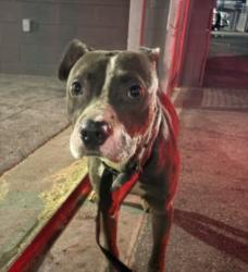 Shelter Stray Male Dog last seen , 1850 W 60th St, Los Angeles, CA 90047, USA
