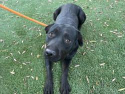 Shelter Stray Female Dog last seen , 1850 W 60th St, Los Angeles, CA 90047, USA