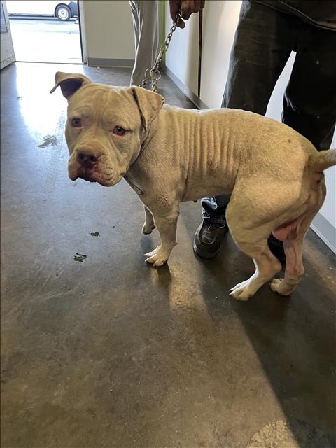 Shelter Stray Male Dog last seen , 1850 W 60th St, Los Angeles, CA 90047, USA
