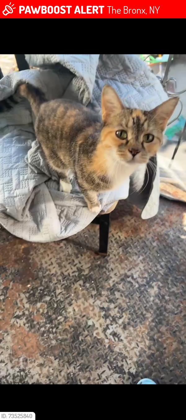 Lost Female Cat last seen Laconia and Pauling, The Bronx, NY 10466
