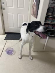 Found/Stray Unknown Dog last seen N. Black Rock Drive, Tucson, AZ 85750