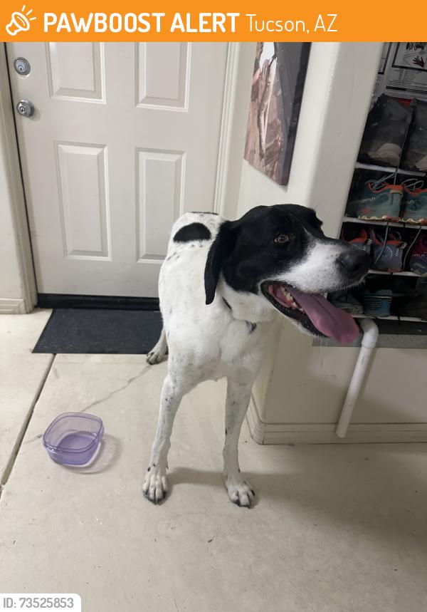 Found/Stray Unknown Dog last seen N. Black Rock Drive, Tucson, AZ 85750