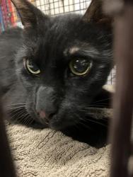 Shelter Stray Male Cat last seen Near BLK CHERRY AVE, LONG BEACH, CA 90802, 7700 E Spring St, Long Beach, CA 90815, USA