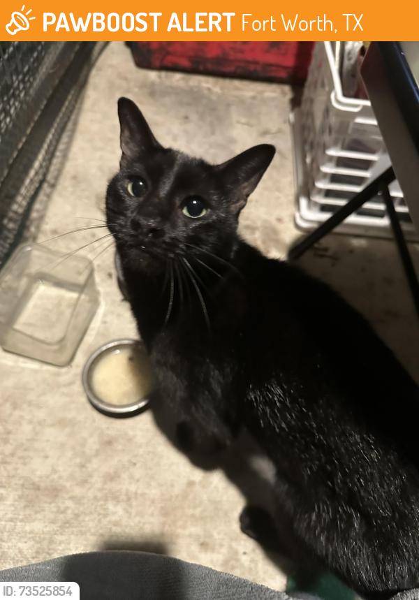 Found/Stray Male Cat last seen tcu cidercade, Fort Worth, TX 76110