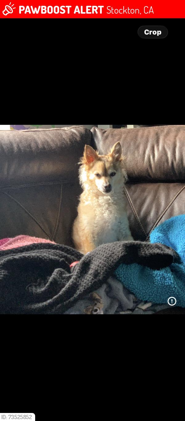 Lost Male Dog last seen Washington st Stockton Ca, Stockton, CA 95215
