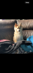 Lost Male Dog last seen Washington st Stockton Ca, Stockton, CA 95215