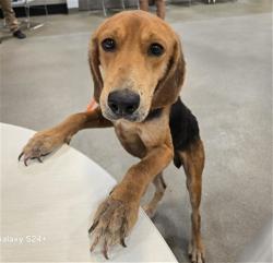 Shelter Stray Male Dog last seen STATE ROAD 121 32040, 2020 Forest St, Jacksonville, FL 32204, USA